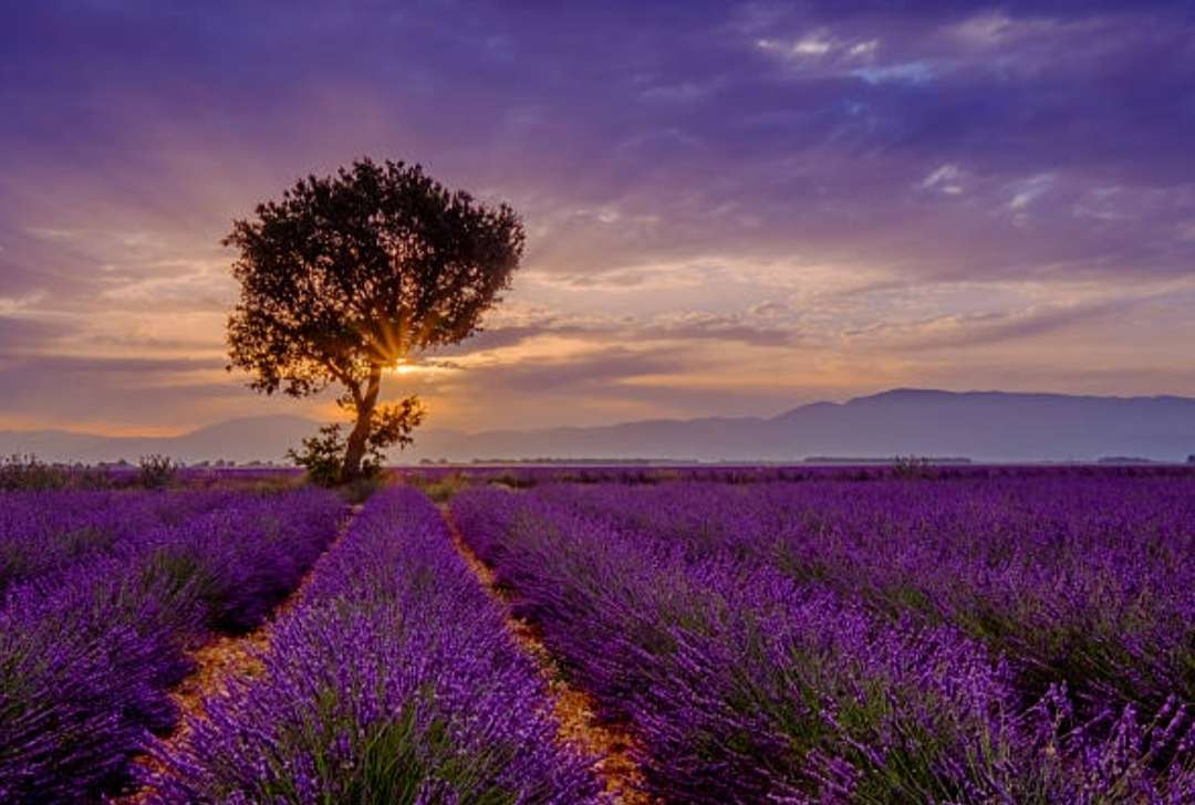 夕暮れ時のラベンダー畑の木 オンラインパズル