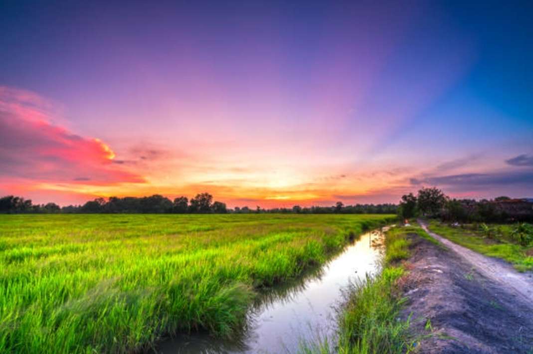 ベトナムの田んぼに沈む夕日 オンラインパズル