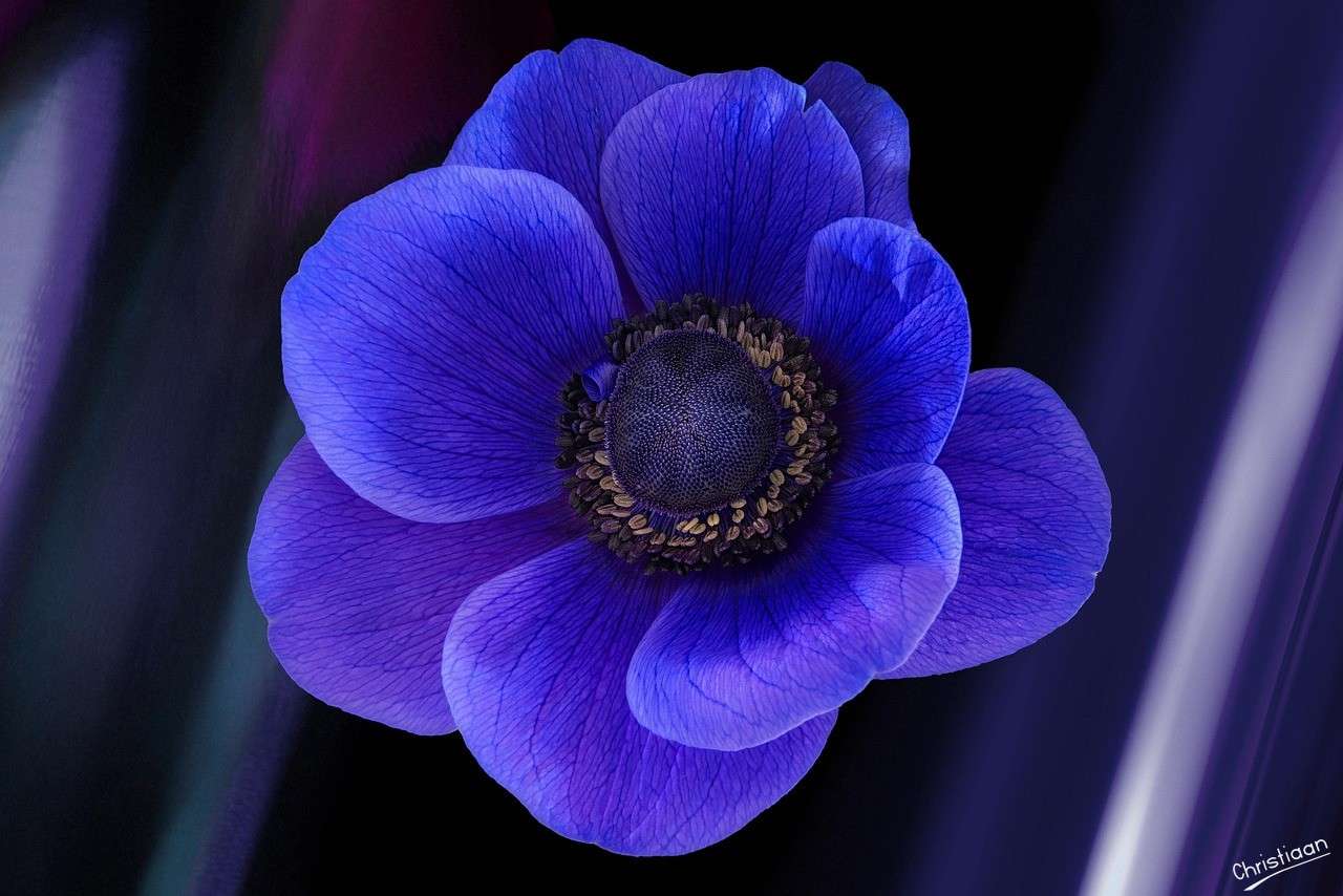 アネモネ、花。 ジグソーパズルオンライン