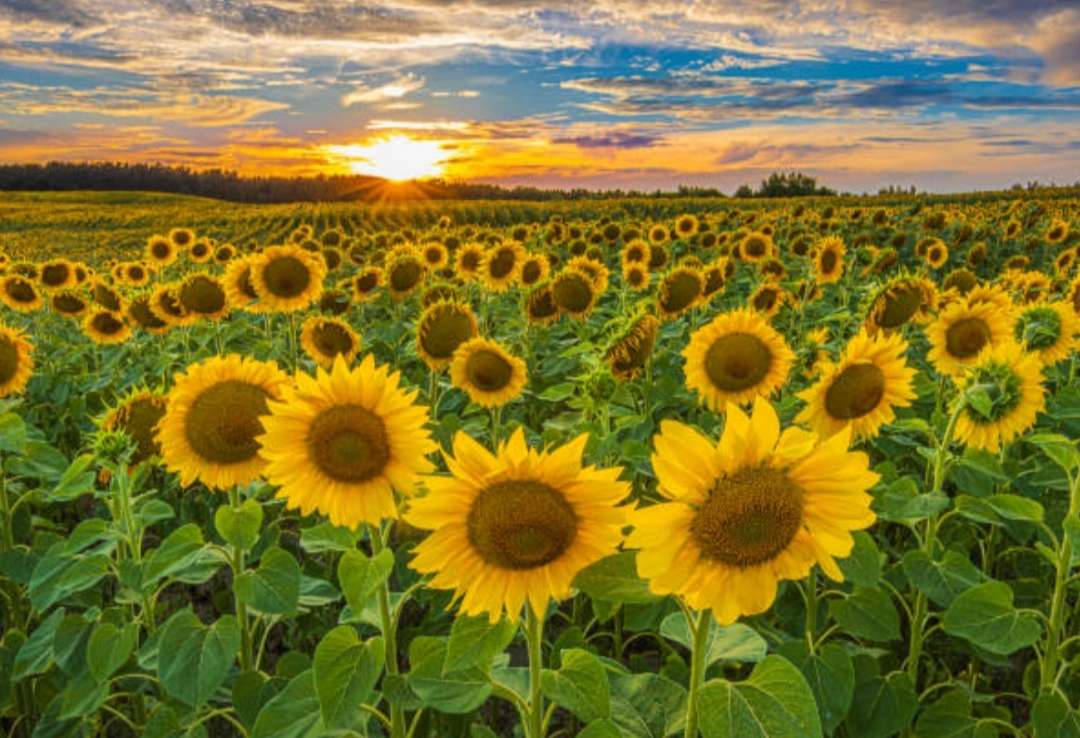 ひまわり畑 オンラインパズル