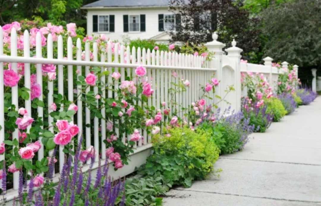 Biały płot i Różowe Róże puzzle online