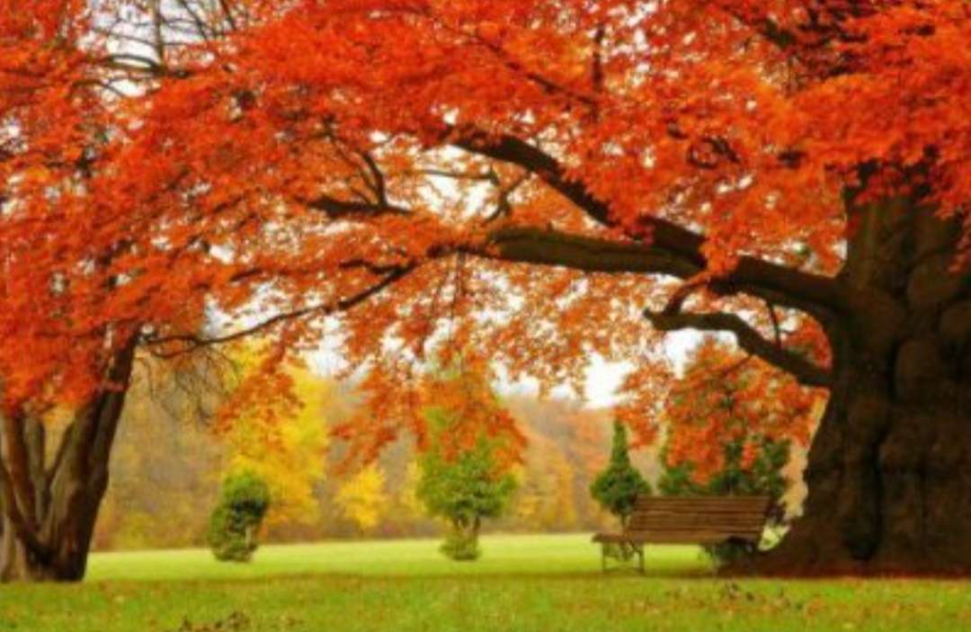 オータムパーク ジグソーパズルオンライン