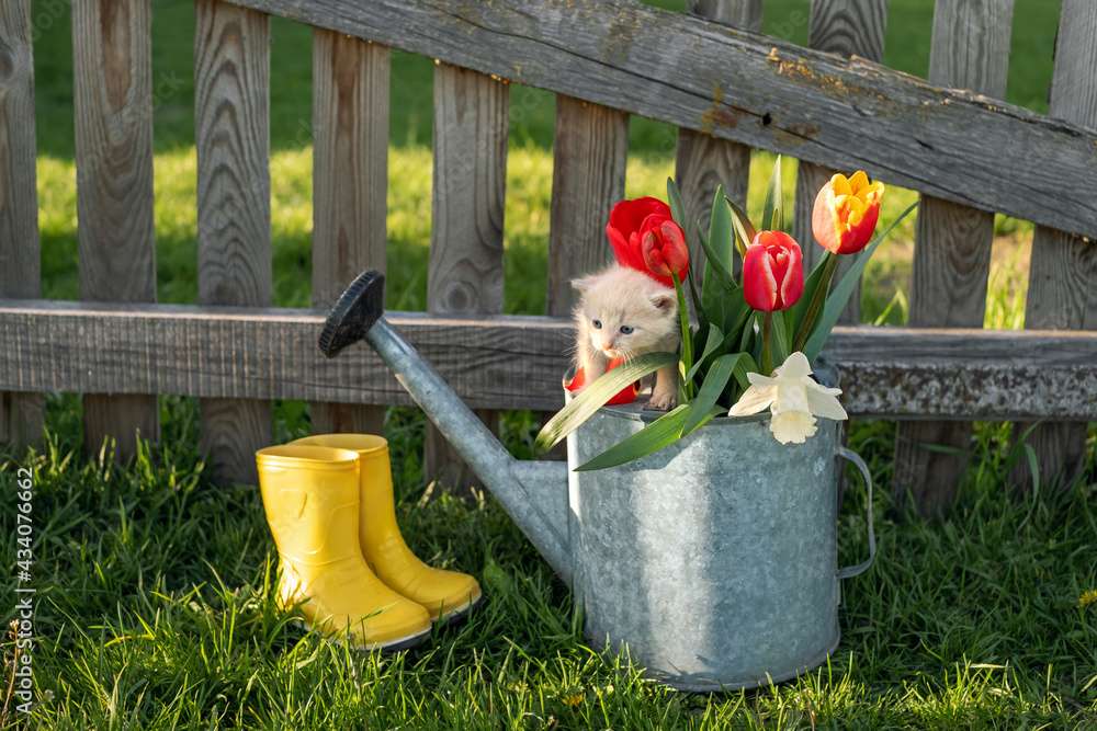 チューリップとじょうろの中の子猫 ジグソーパズルオンライン