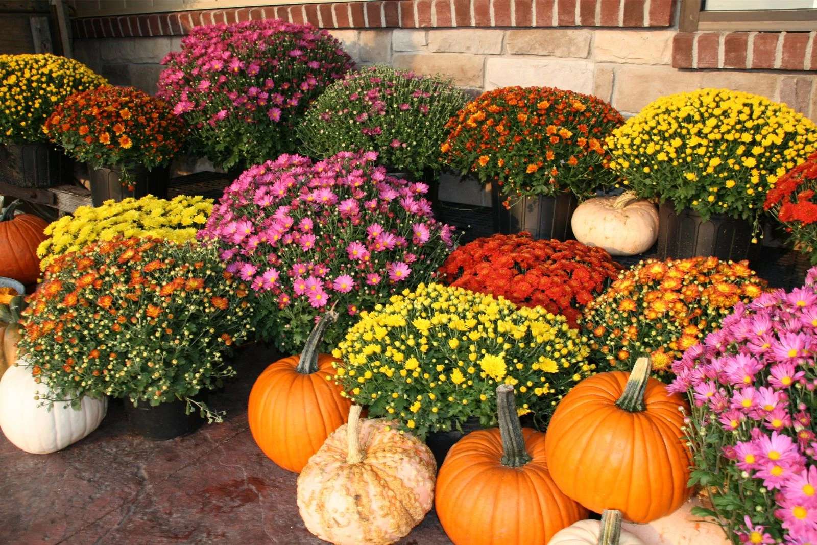 かぼちゃと菊 ジグソーパズルオンライン