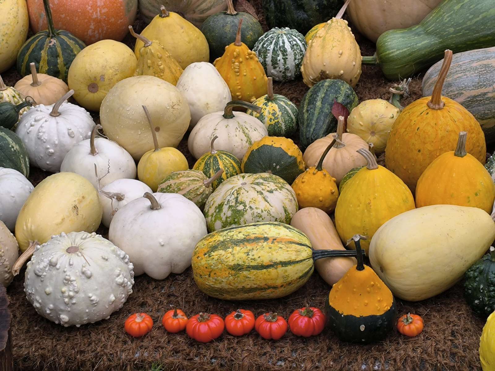 秋の品種 ジグソーパズルオンライン