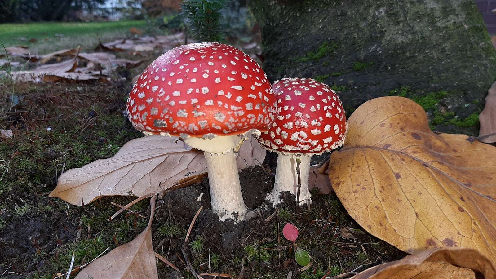 美しい毒キノコ オンラインパズル