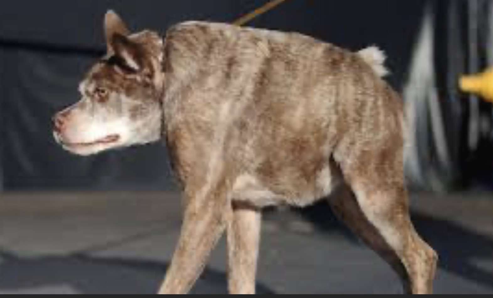 Hund (B) Online-Puzzle