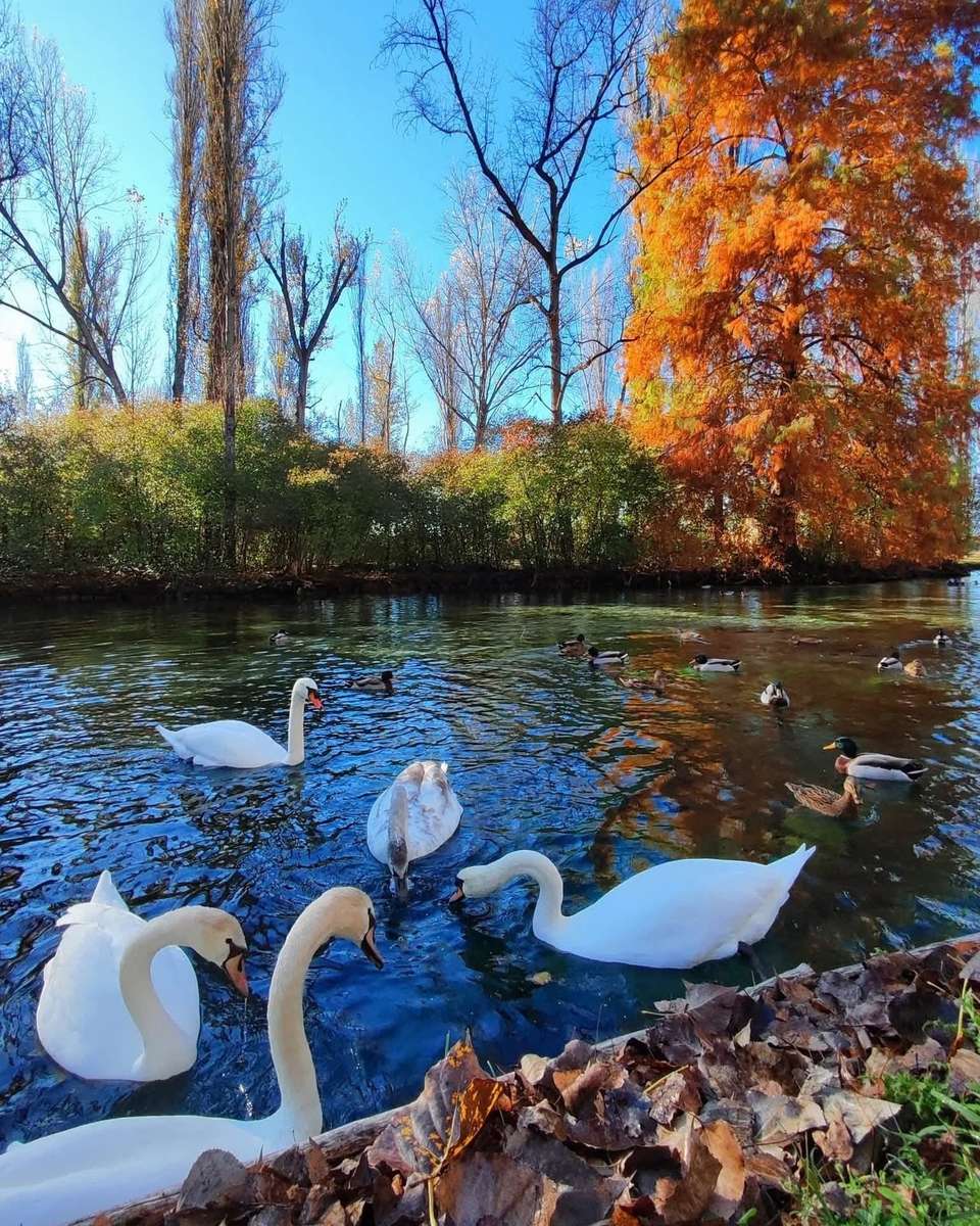 白鳥のいる池 オンラインパズル