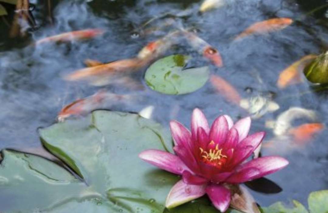 鯉とスイレン ジグソーパズルオンライン