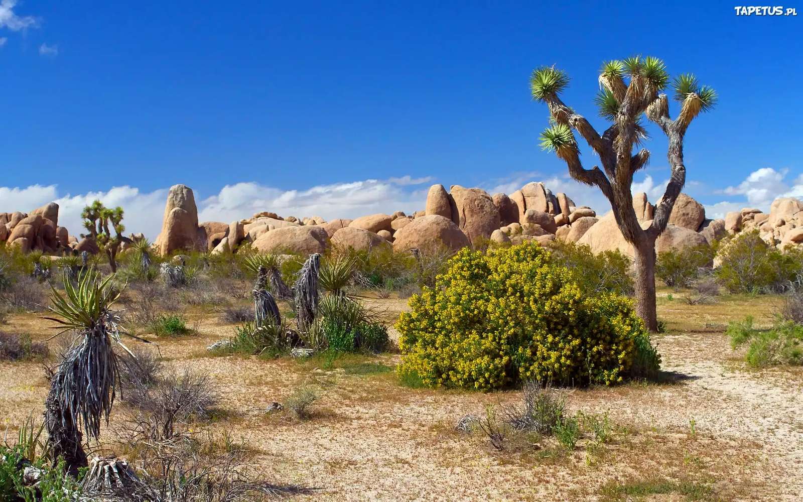 ジョシュア ツリー国立公園 アメリカ合衆国 カリフォルニア州 オンラインパズル