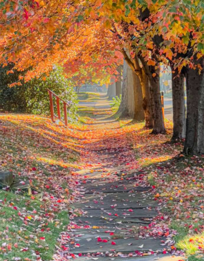 秋の景色 オンラインパズル