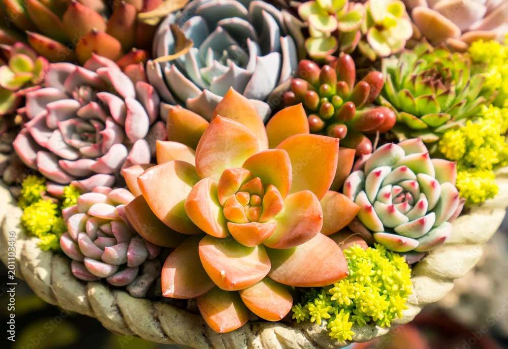 砂漠の花 ジグソーパズルオンライン