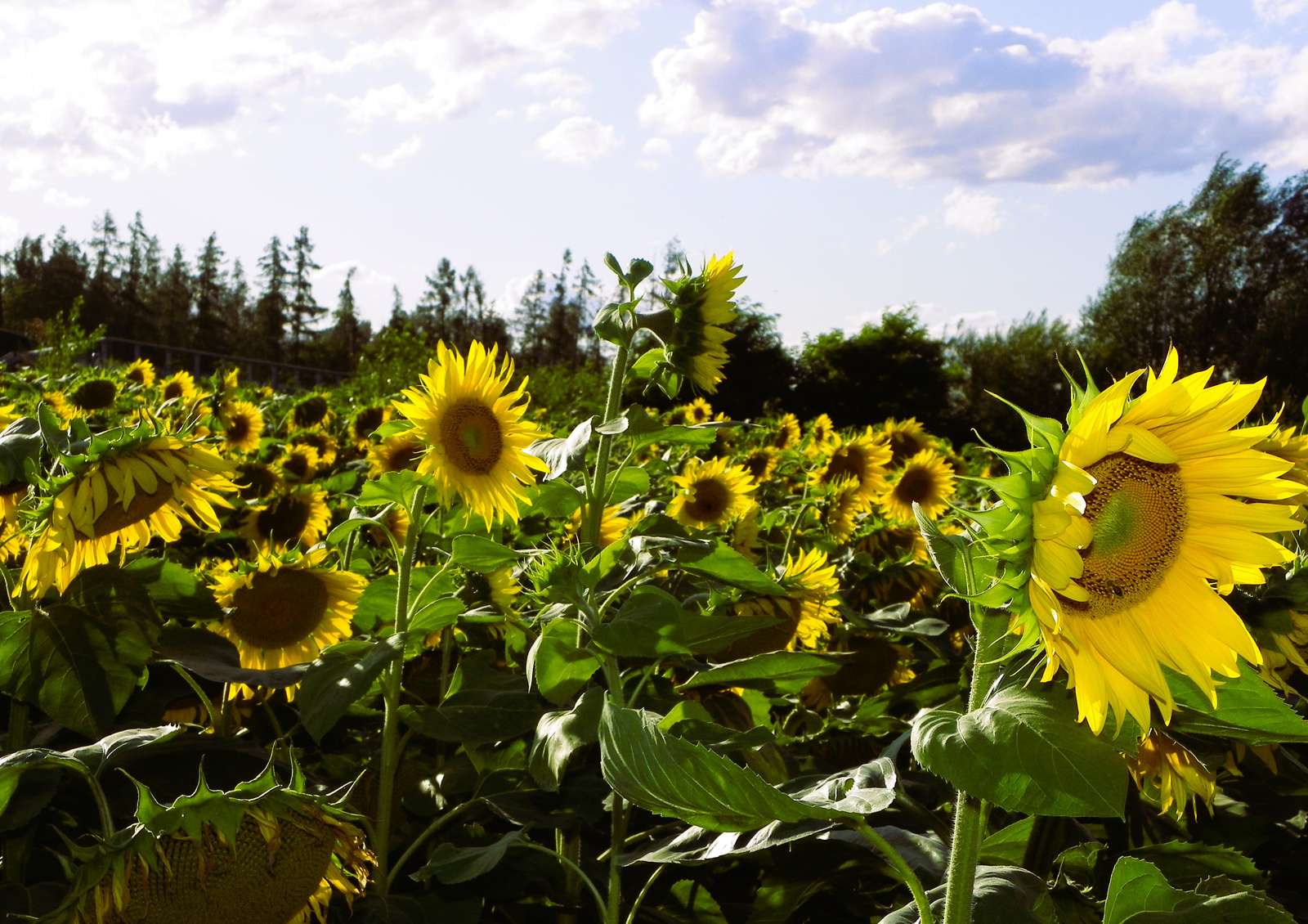 ひまわり畑 ジグソーパズルオンライン