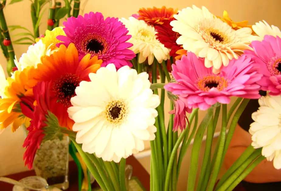 カラフルなガーベラ オンラインパズル