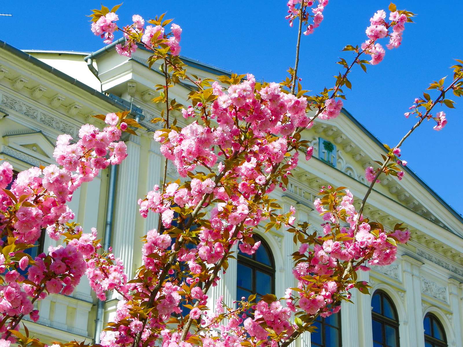 春の花 オンラインパズル