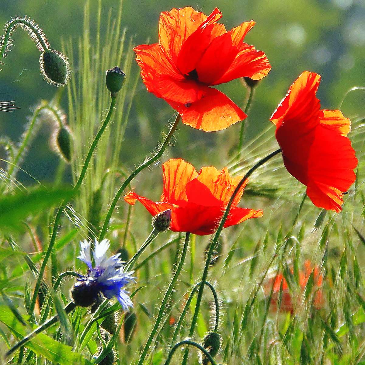 レッドポピー オンラインパズル