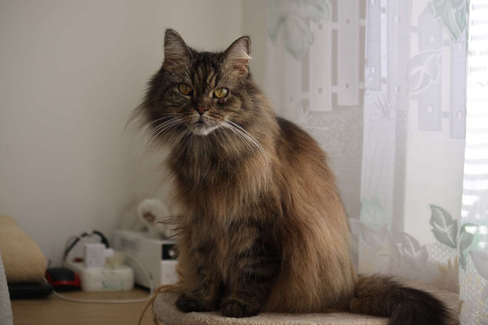 ボナ・ディア オンラインパズル