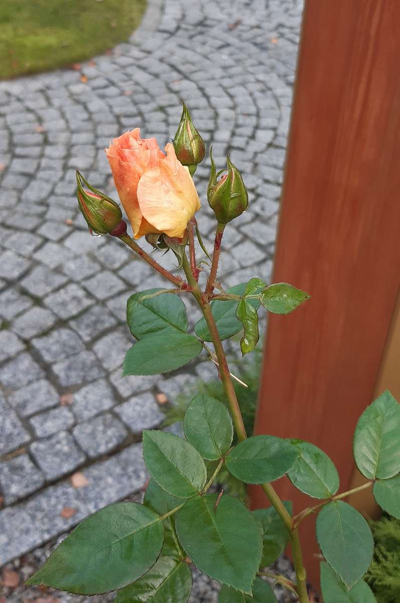 11月、冬前の最後のバラ ジグソーパズルオンライン