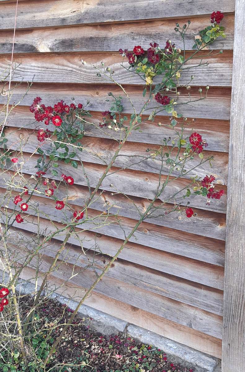 フェンスに残る秋の花 オンラインパズル
