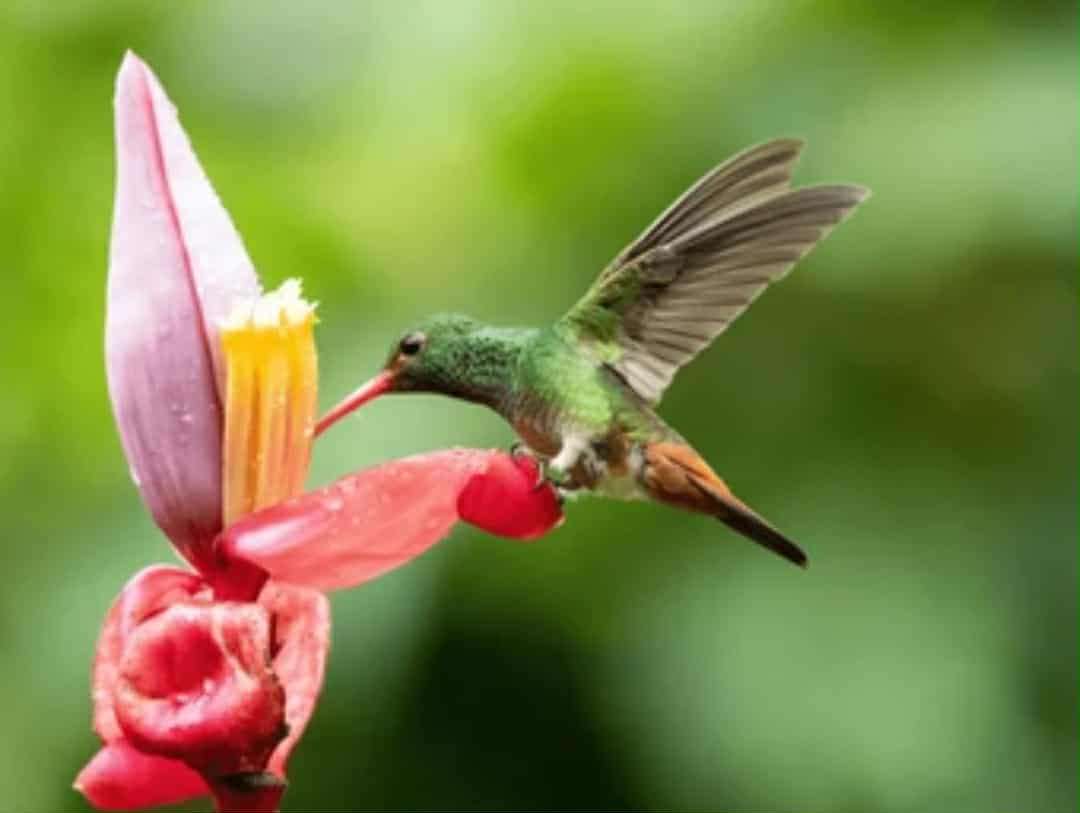 ハチドリ オンラインパズル