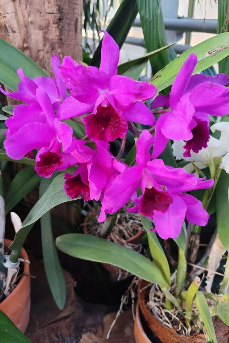 蘭の花 Łańcutより ジグソーパズルオンライン