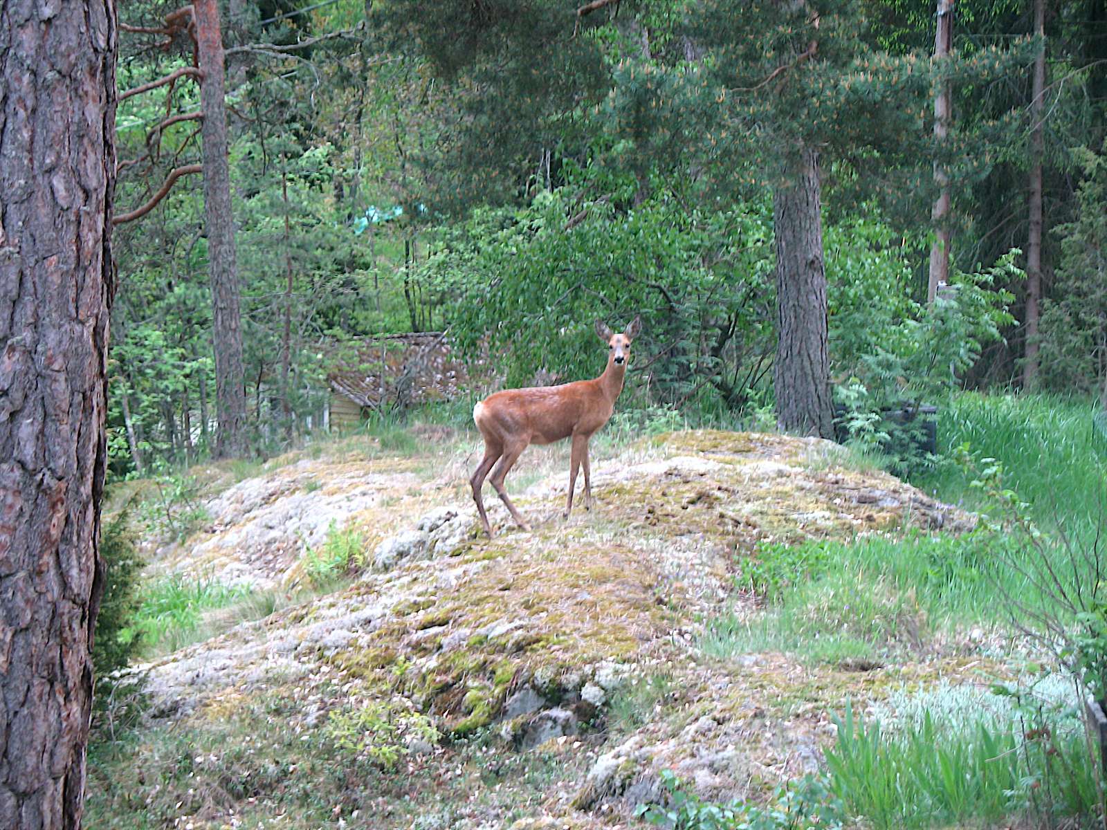 休日のスウェーデン訪問 ジグソーパズルオンライン