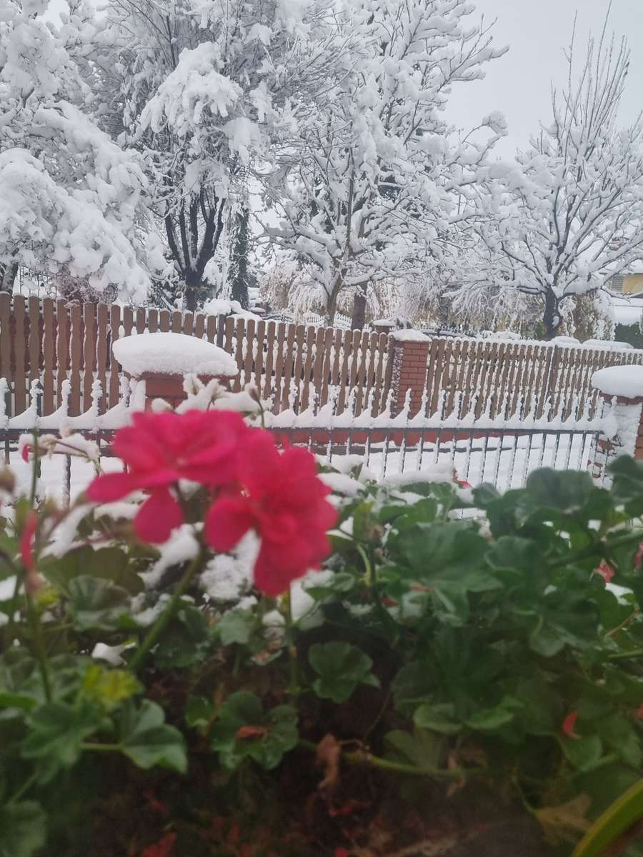 冬の雪と赤い花 オンラインパズル