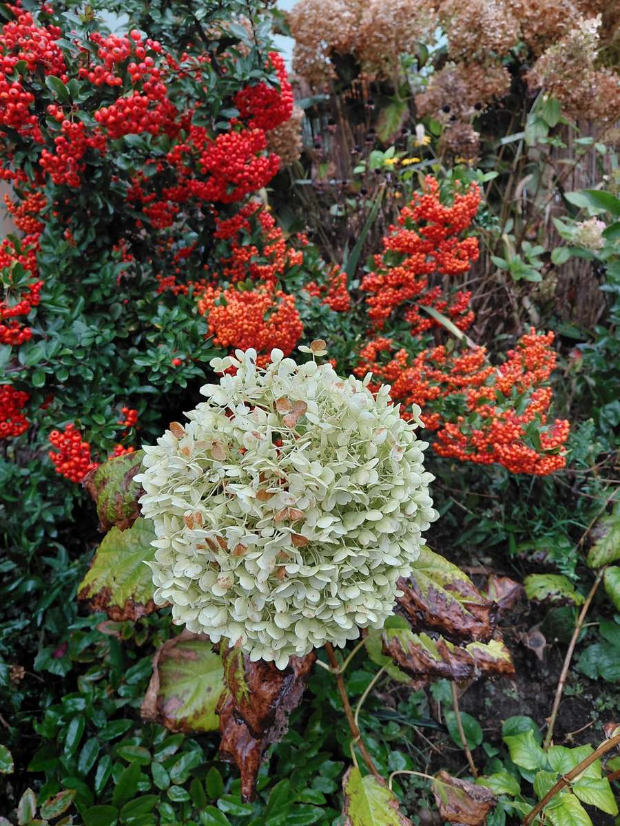 foto autunnale dal giardino puzzle online