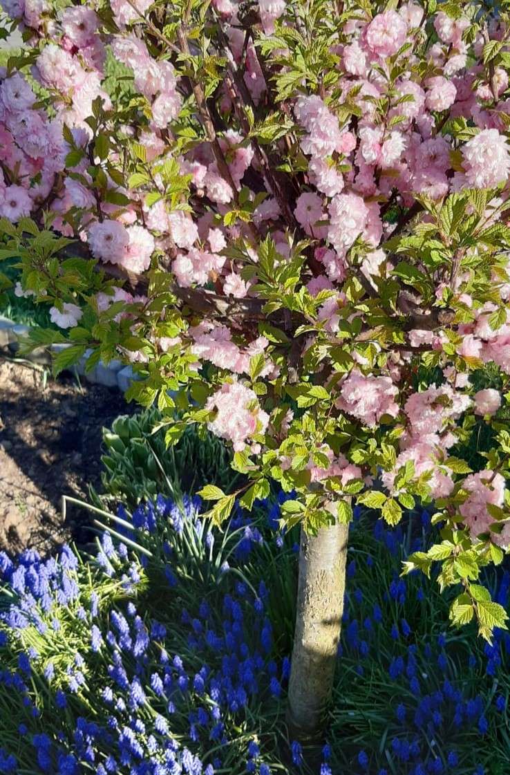 albero in fiore ed erba in fiore puzzle online