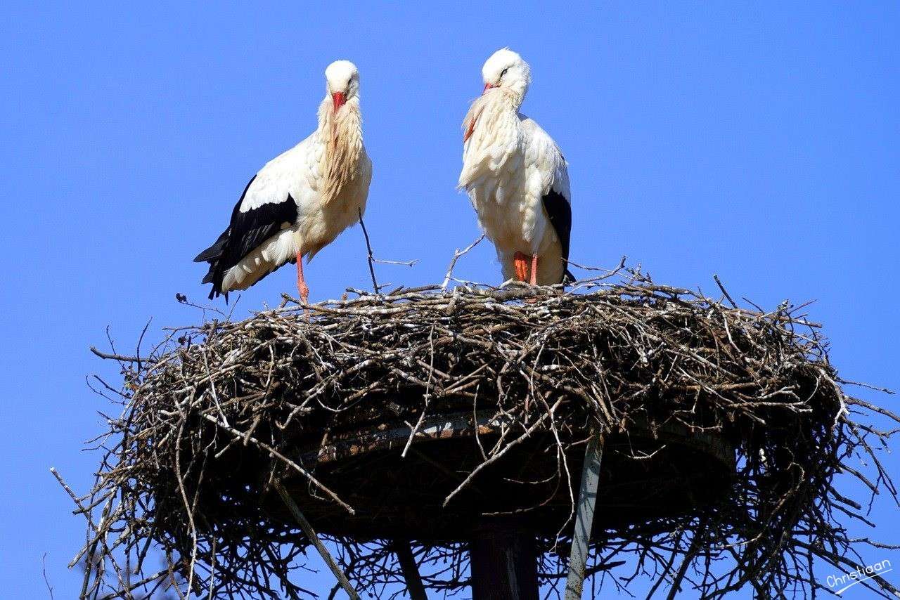Gólyák, fehér gólyák, fészek. kirakós online