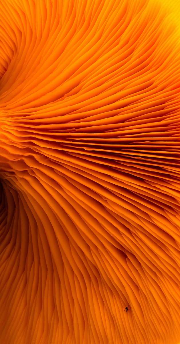 Gomba - kilátás alulról online puzzle