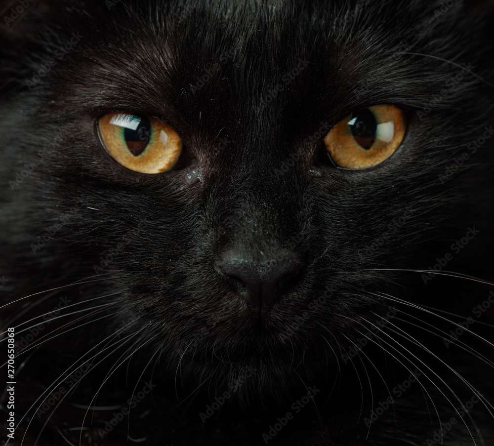 シャノワール ジグソーパズルオンライン