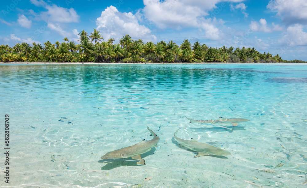 モルディブの海の上のサメ ジグソーパズルオンライン