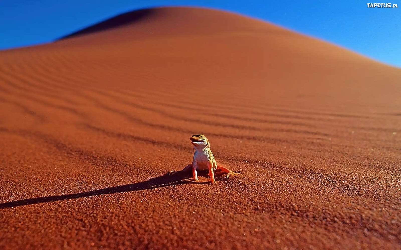 砂漠の天長イグアナ オンラインパズル
