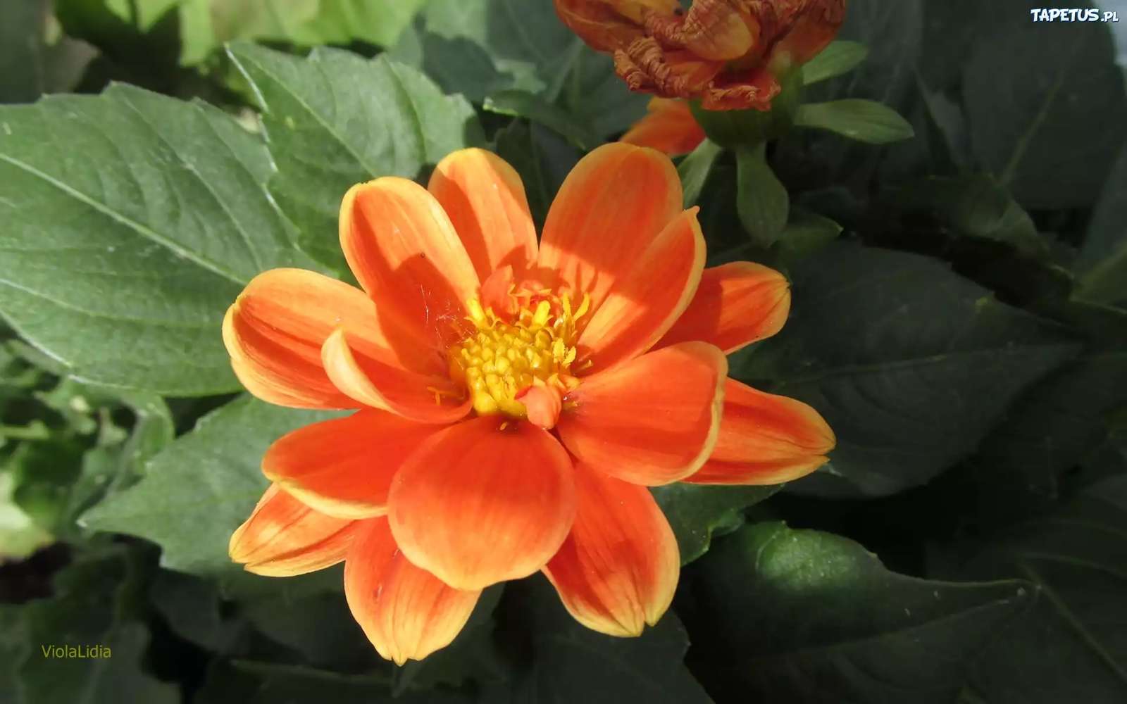 オレンジダリア ジグソーパズルオンライン