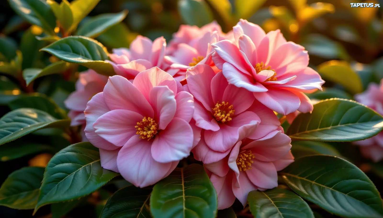 ピンクの花 ジグソーパズルオンライン