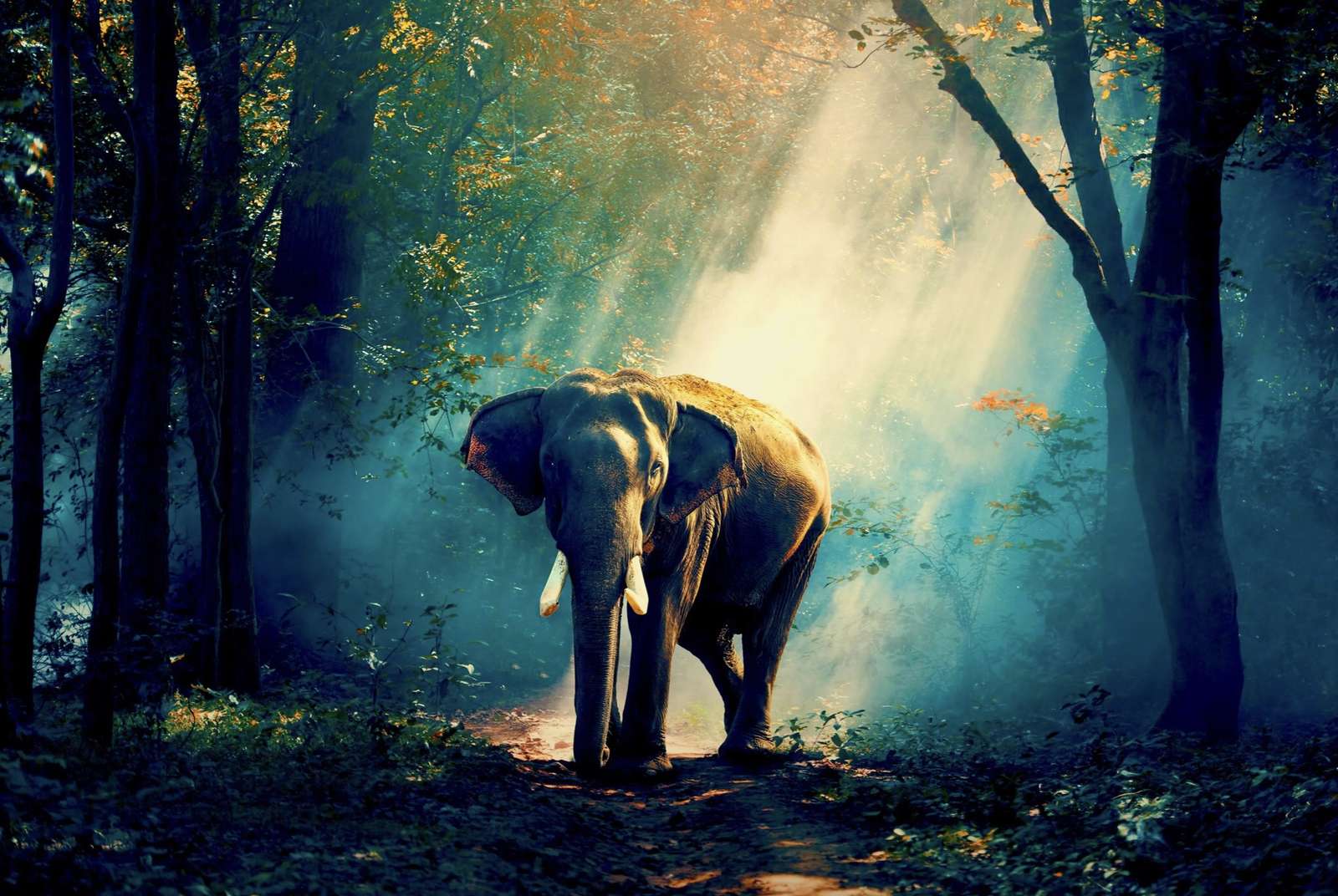 Fenséges elefánt. online puzzle