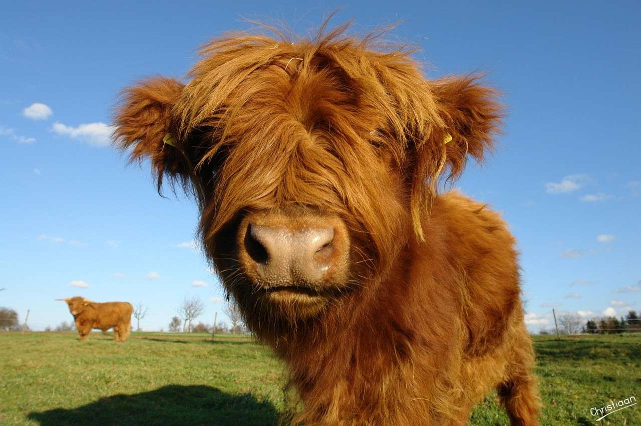 Cow, Farm Animal. online puzzle