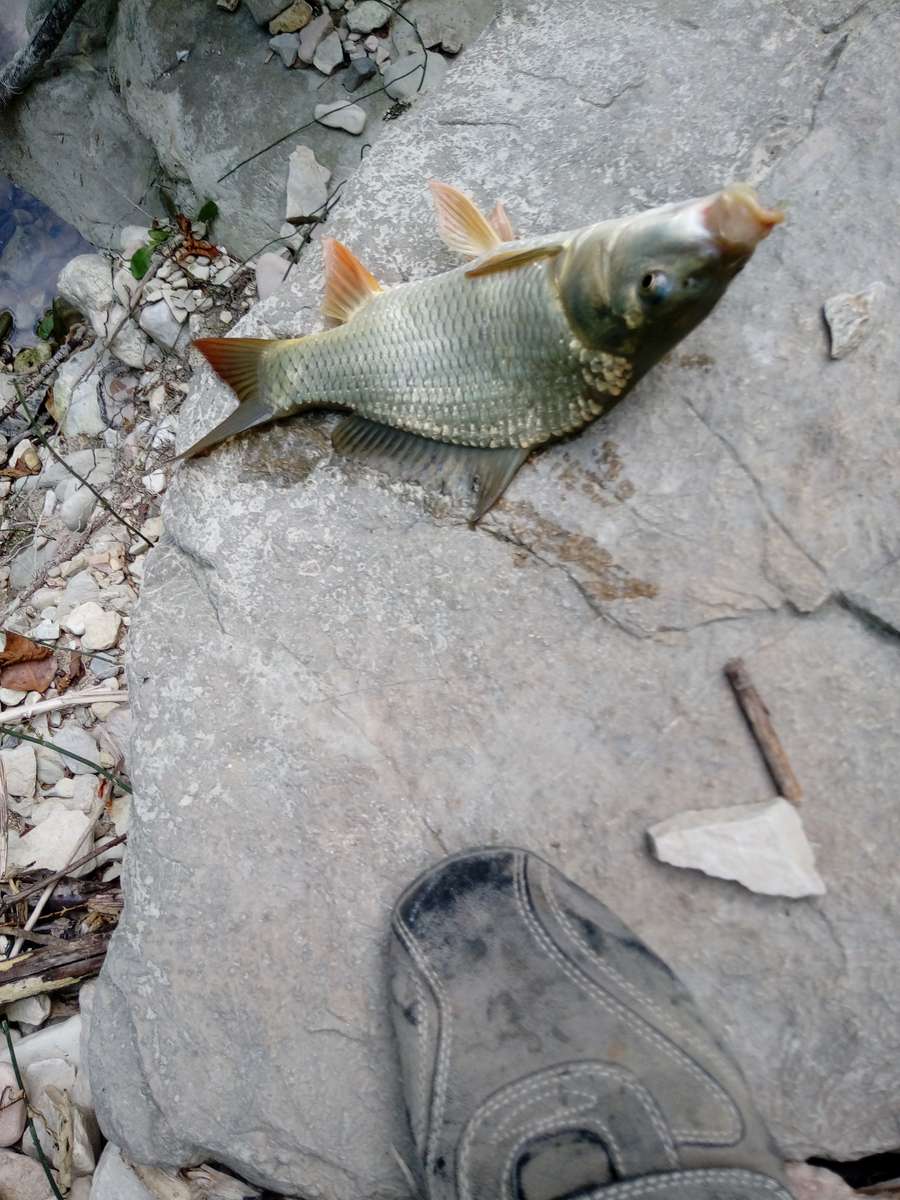 ο κυπρίνος online παζλ