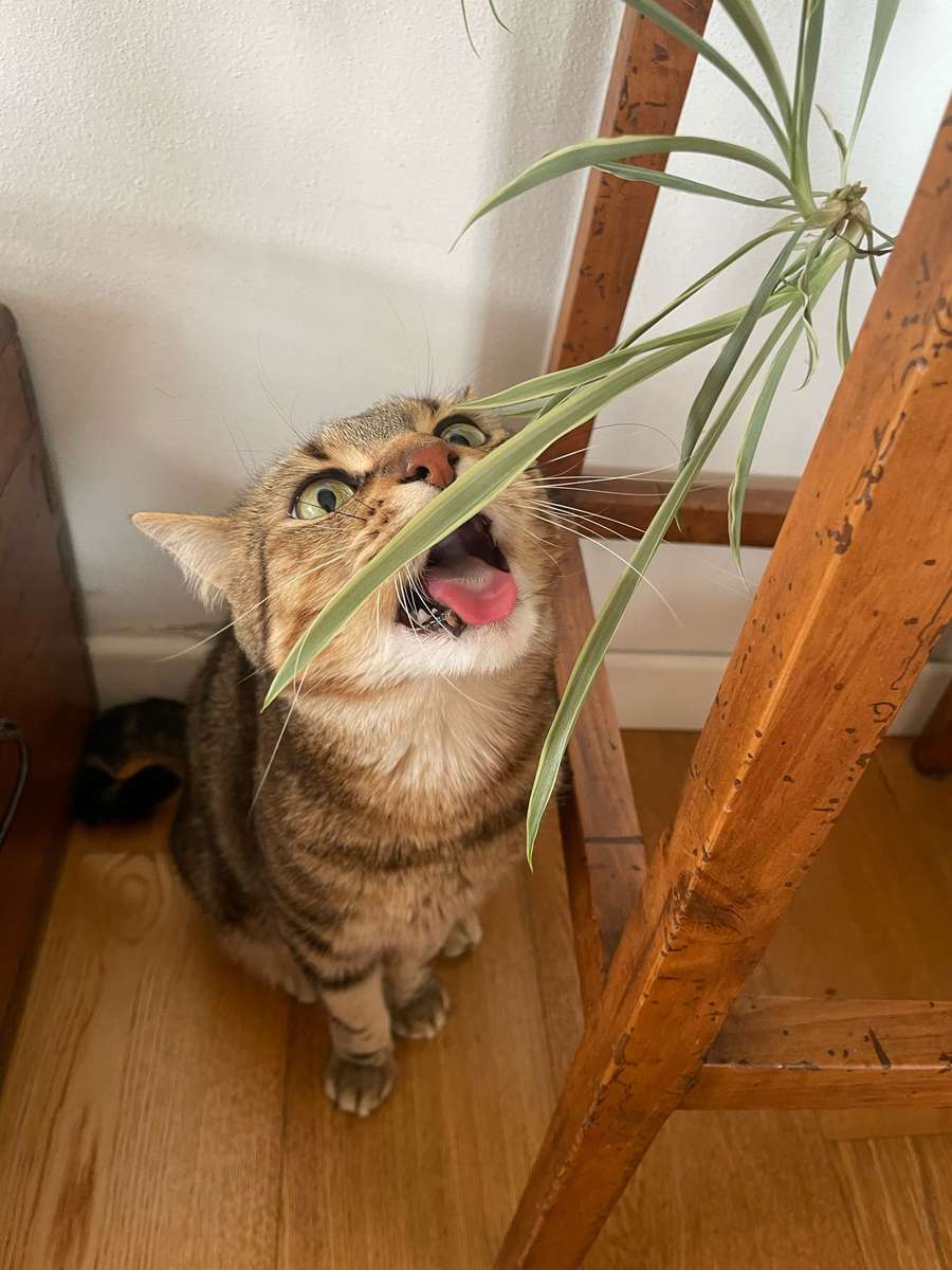 アリアは植物を食べる ジグソーパズルオンライン