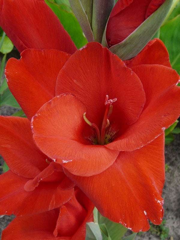 ポーランドの花 オンラインパズル