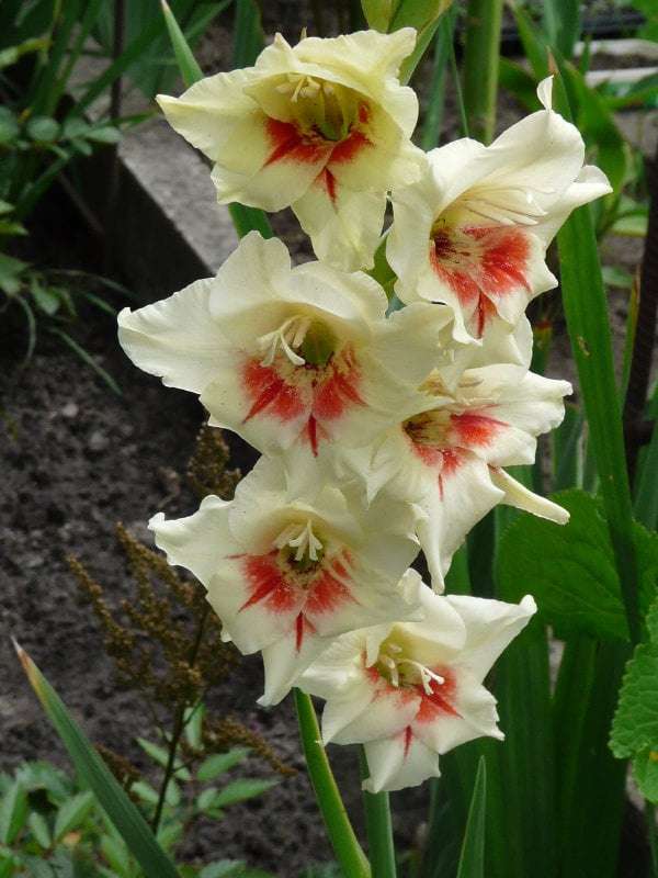 Krásný mečík skládačky online