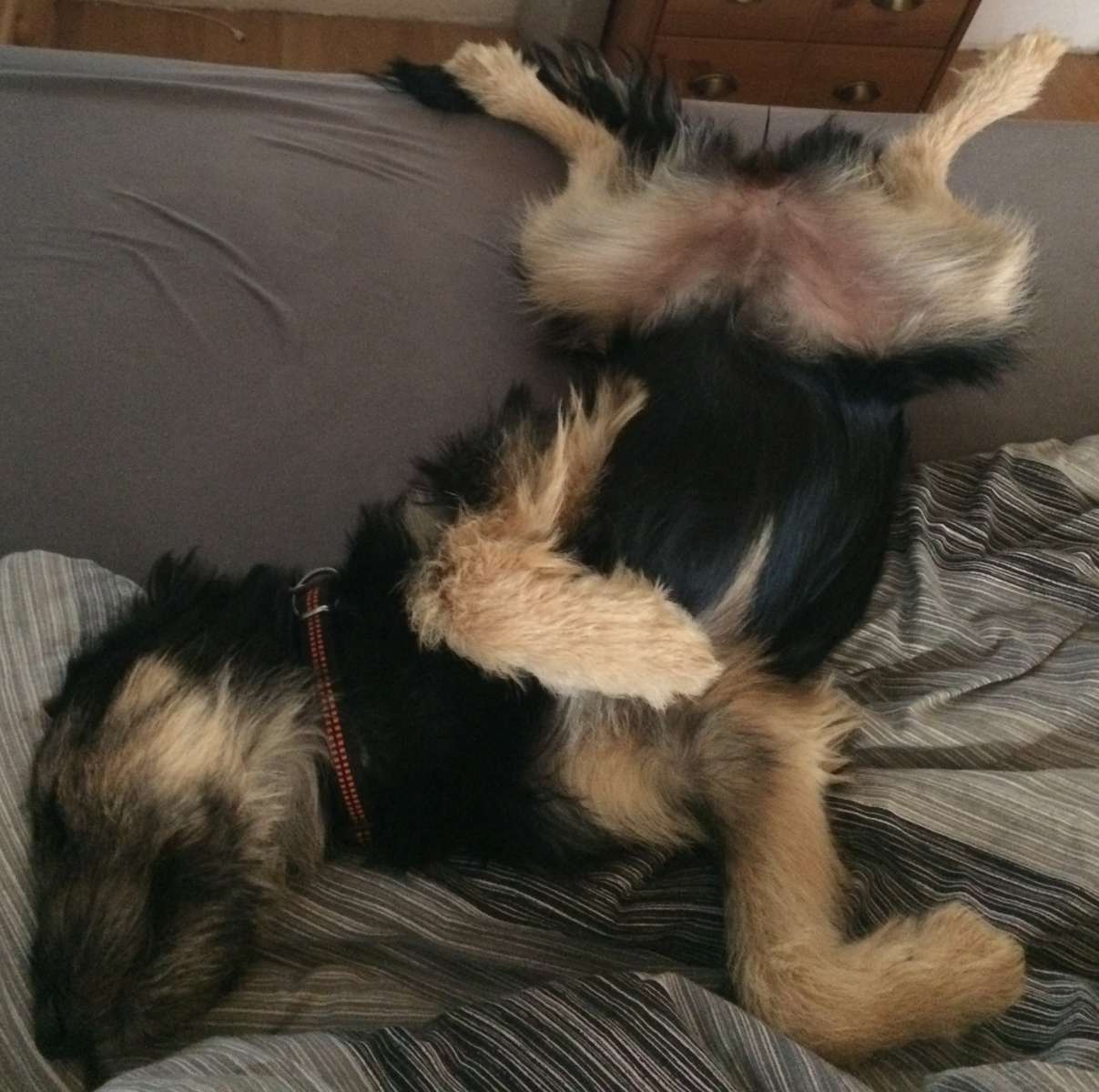 Спляча собака пазл онлайн