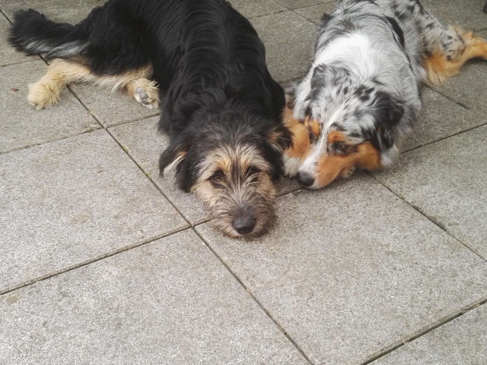 Σκυλί που παίζει online παζλ