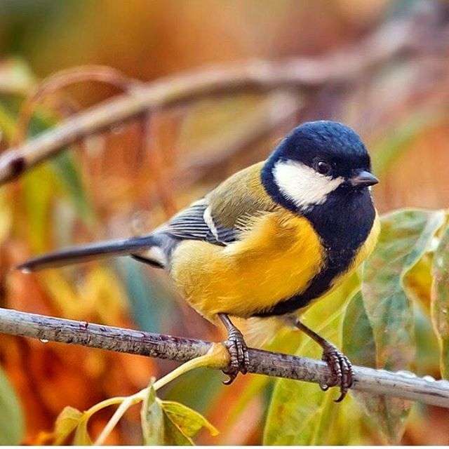 Синичка пташка online puzzle