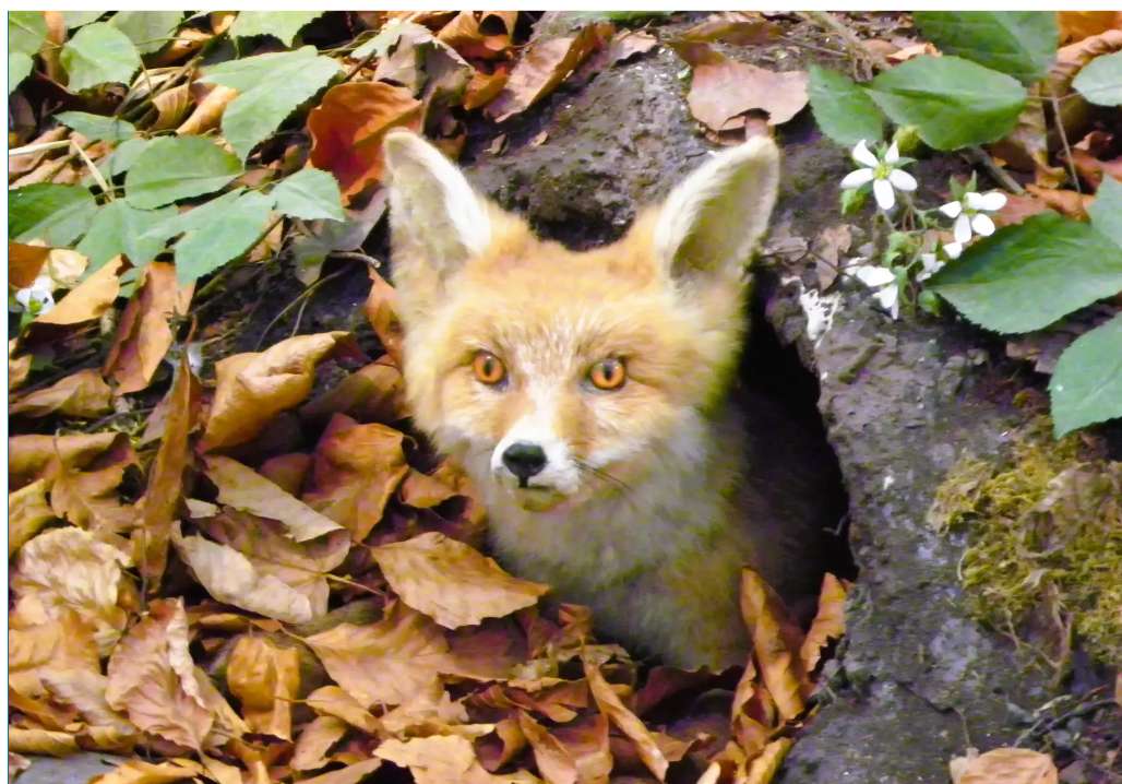 En gömd räv Pussel online