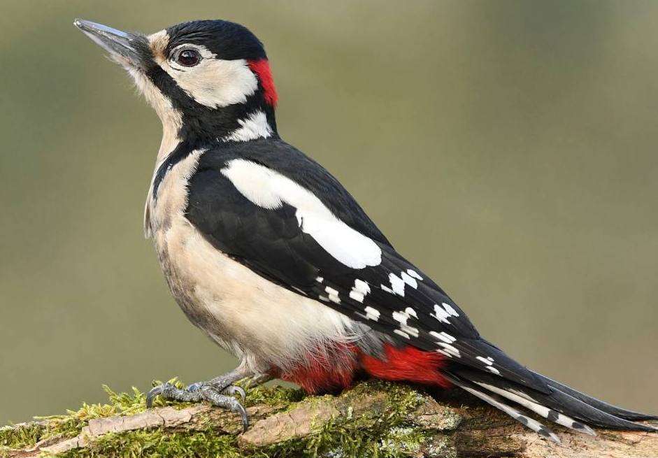 Dyatel Likar online παζλ