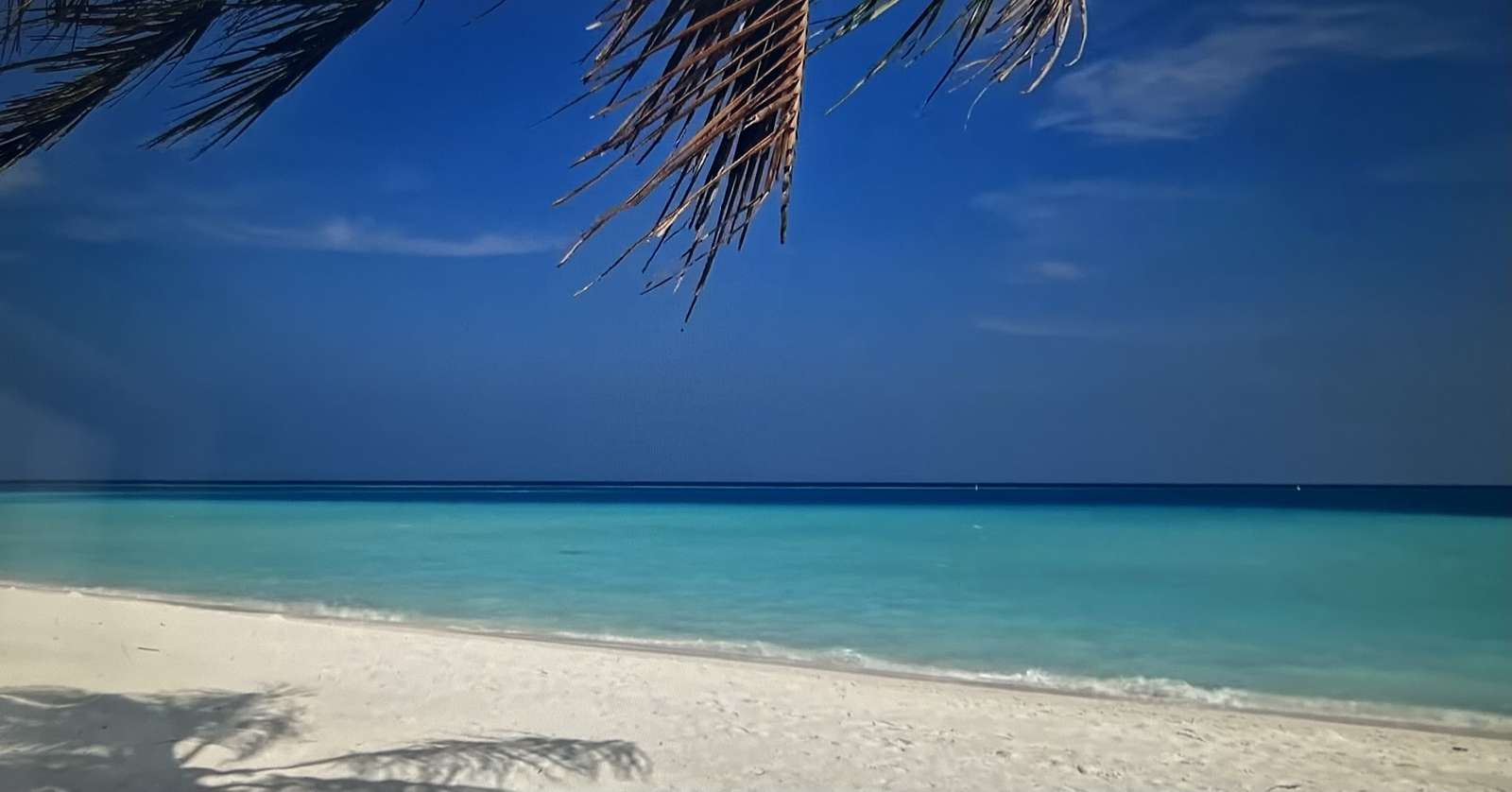 Schatten einer Palme Puzzlespiel online