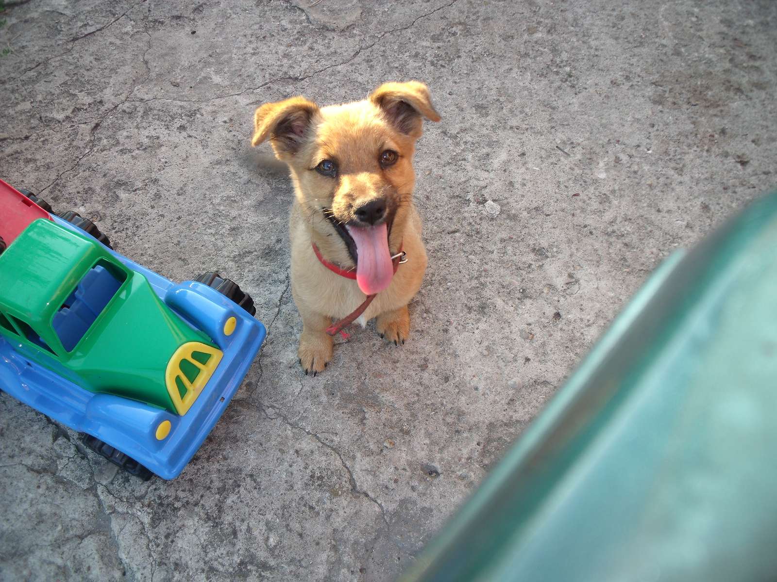 Ένας σκύλος με ένα παιχνίδι online παζλ