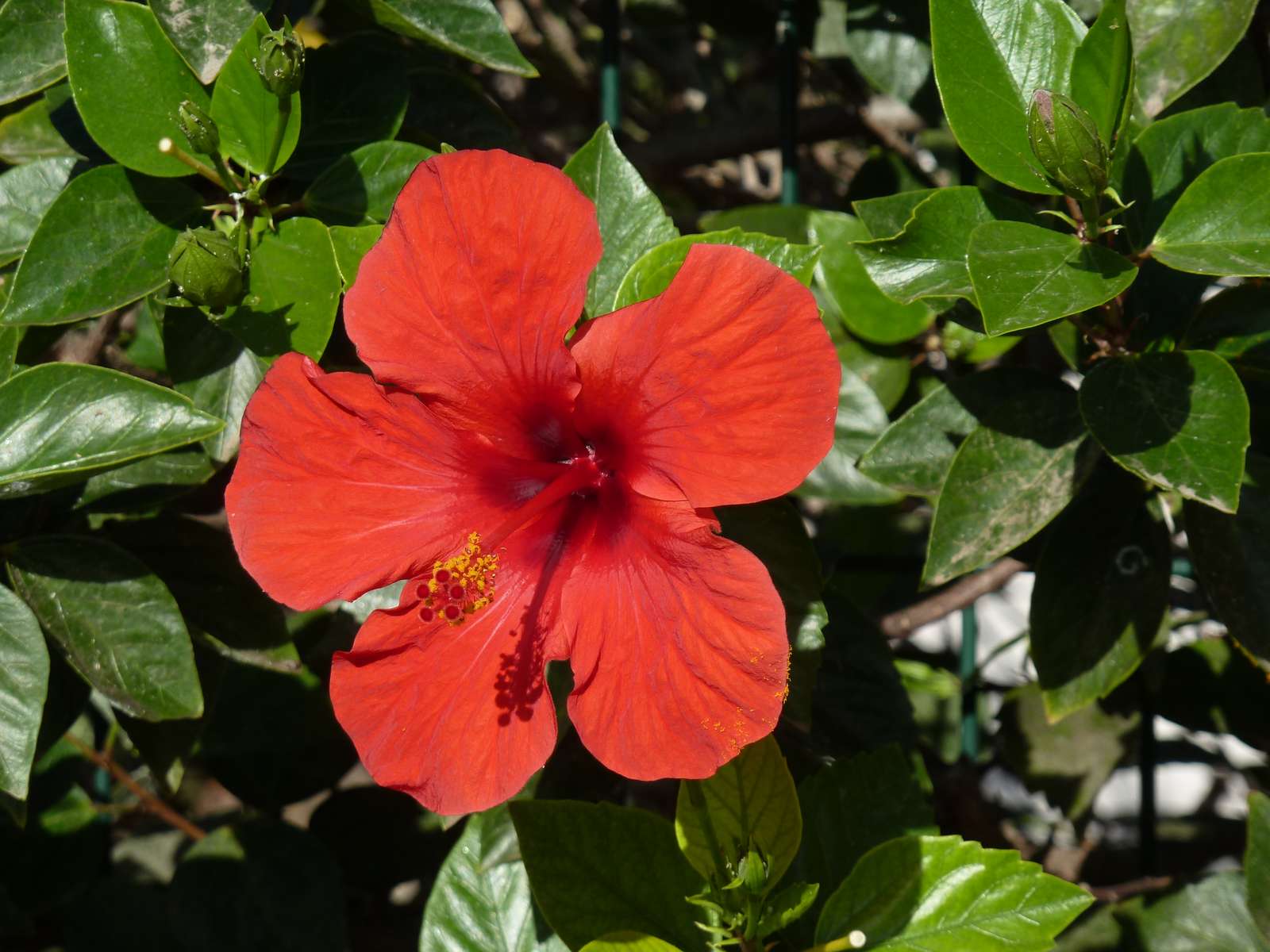 巨大なハイビスカスの花 オンラインパズル